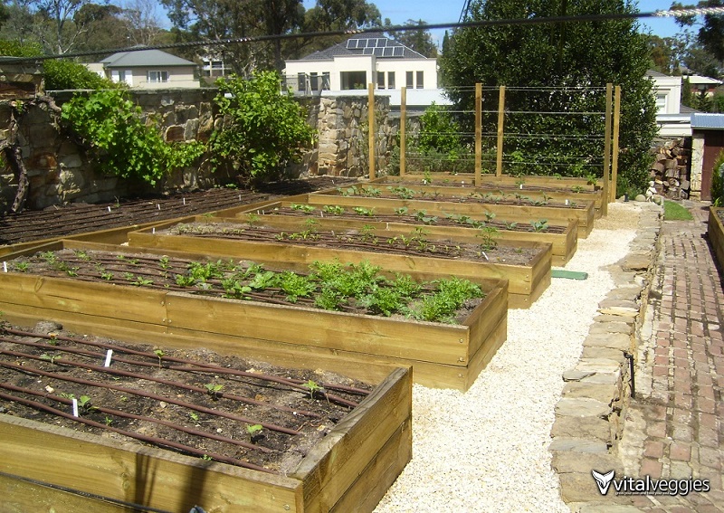 veggie garden boxes